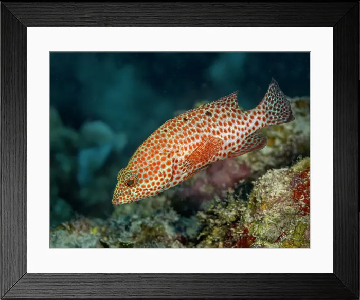 Framed Print : Graysby (Cephalopholis cruentata), Grand Cayman, Cayman Islands, British West Indies Framed Print : Graysby (Cephalopholis cruentata), Grand Cayman, Cayman Islands, British West Indies