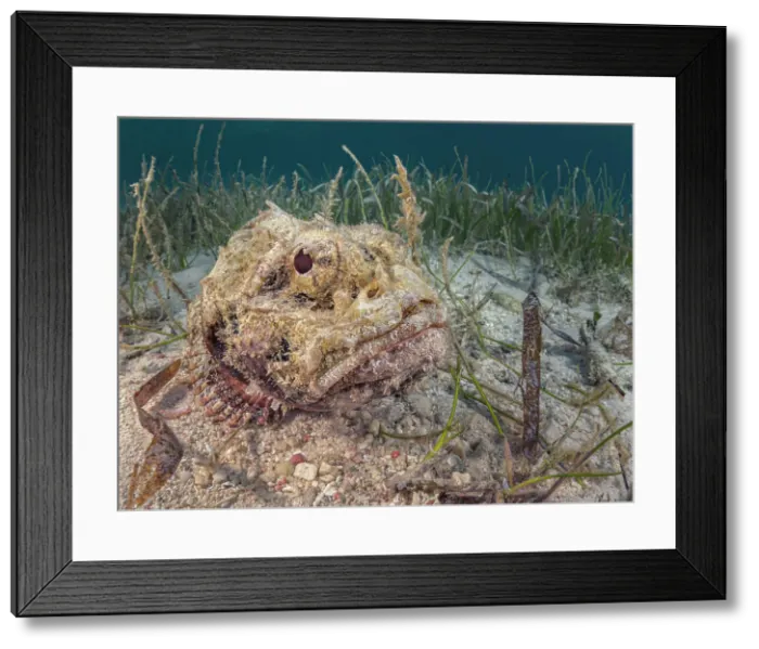 Framed Print : Spotted Scorpionfish (Scorpaena plumieri), Grand Cayman, Cayman Islands, British West Indies Framed Print : Spotted Scorpionfish (Scorpaena plumieri), Grand Cayman, Cayman Islands, British West Indies
