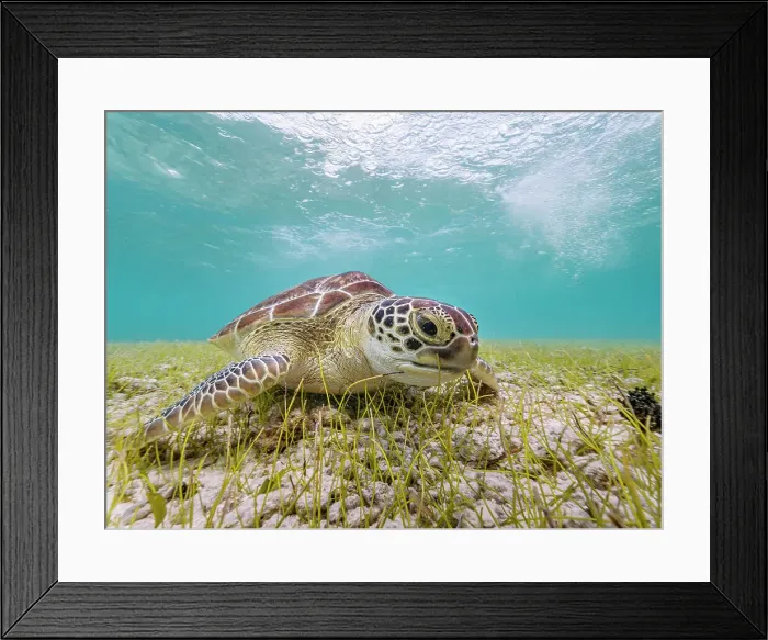 Framed Print : Green Turtle (Chelonia mydas), Grand Cayman, Cayman Islands, British West Indies Framed Print : Green Turtle (Chelonia mydas), Grand Cayman, Cayman Islands, British West Indies