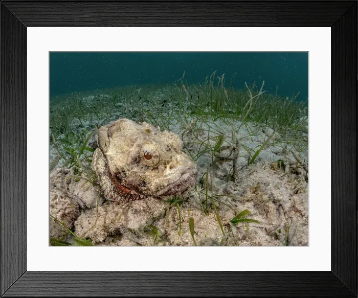 Framed Print : Spotted Scorpionfish (Scorpaena plumieri), Grand Cayman, Cayman Islands, British West Indies Framed Print : Spotted Scorpionfish (Scorpaena plumieri), Grand Cayman, Cayman Islands, British West Indies