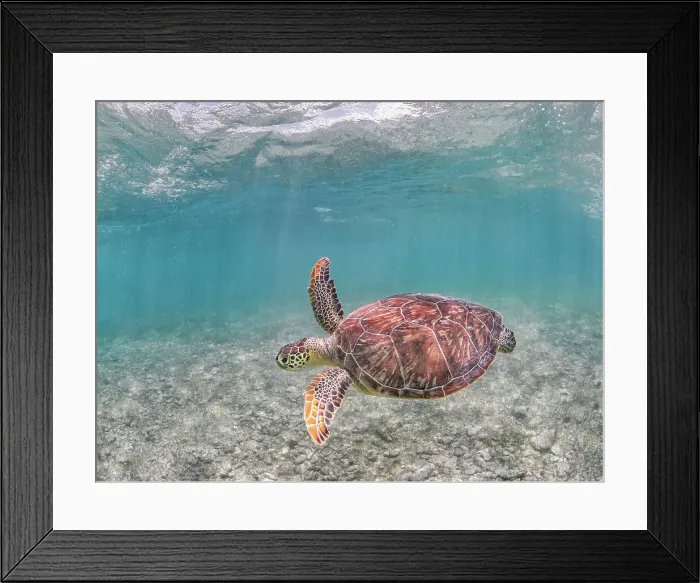Framed Print : Green Turtle (Chelonia mydas), Grand Cayman, Cayman Islands, British West Indies Framed Print : Green Turtle (Chelonia mydas), Grand Cayman, Cayman Islands, British West Indies