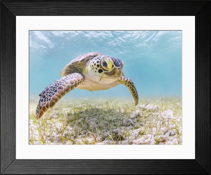 Framed Print : Green Turtle (Chelonia mydas), Grand Cayman, Cayman Islands, British West Indies Framed Print : Green Turtle (Chelonia mydas), Grand Cayman, Cayman Islands, British West Indies