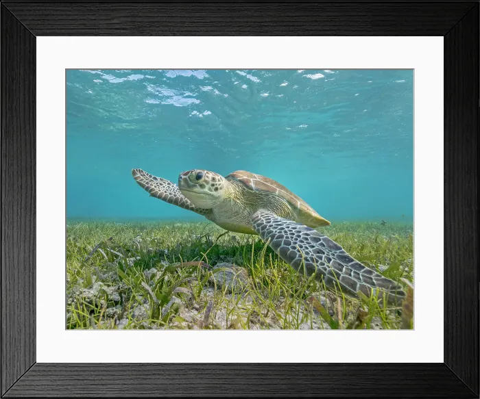 Framed Print : Green Turtle (Chelonia mydas), Grand Cayman, Cayman Islands, British West Indies Framed Print : Green Turtle (Chelonia mydas), Grand Cayman, Cayman Islands, British West Indies