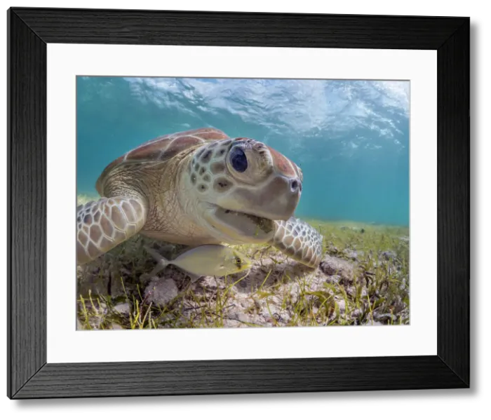 Framed Print : Green Turtle (Chelonia mydas), Grand Cayman, Cayman Islands, British West Indies