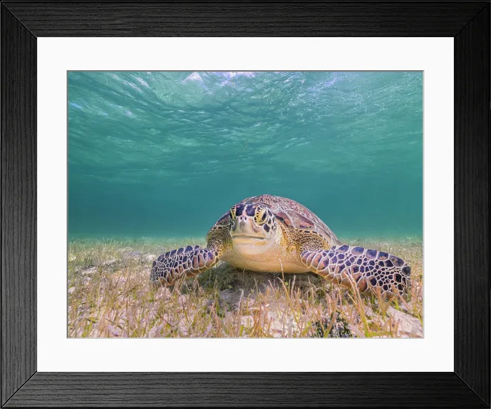 Framed Print : Green Turtle (Chelonia mydas), Grand Cayman, Cayman Islands, British West Indies Framed Print : Green Turtle (Chelonia mydas), Grand Cayman, Cayman Islands, British West Indies