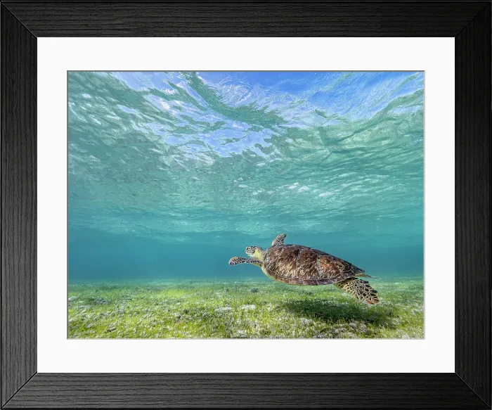 Framed Print : Green Turtle (Chelonia mydas), Grand Cayman, Cayman Islands, British West Indies Framed Print : Green Turtle (Chelonia mydas), Grand Cayman, Cayman Islands, British West Indies