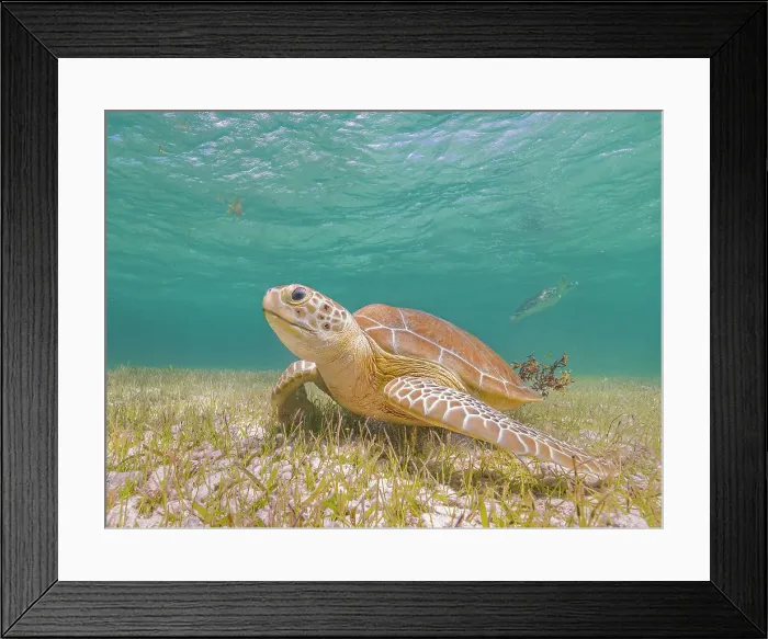 Framed Print : Green Turtle (Chelonia mydas), Grand Cayman, Cayman Islands, British West Indies Framed Print : Green Turtle (Chelonia mydas), Grand Cayman, Cayman Islands, British West Indies