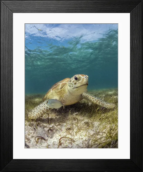 Framed Print : Green Turtle (Chelonia mydas), Grand Cayman, Cayman Islands, British West Indies