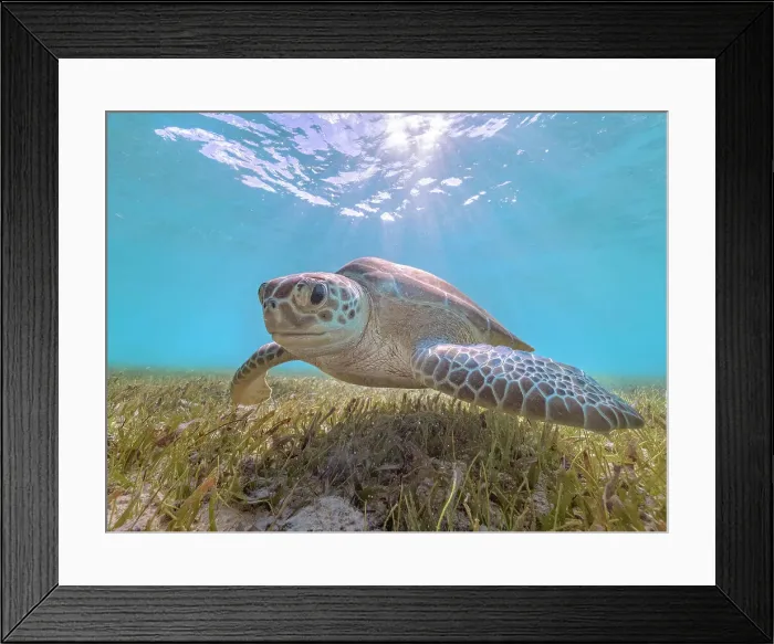 Framed Print : Green Turtle (Chelonia mydas), Grand Cayman, Cayman Islands, British West Indies
