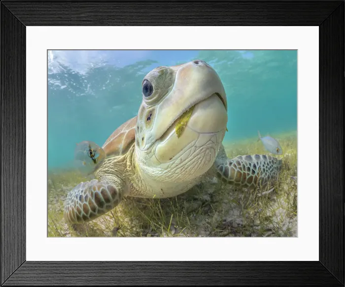 Framed Print : Green Turtle (Chelonia mydas), Grand Cayman, Cayman Islands, British West Indies Framed Print : Green Turtle (Chelonia mydas), Grand Cayman, Cayman Islands, British West Indies