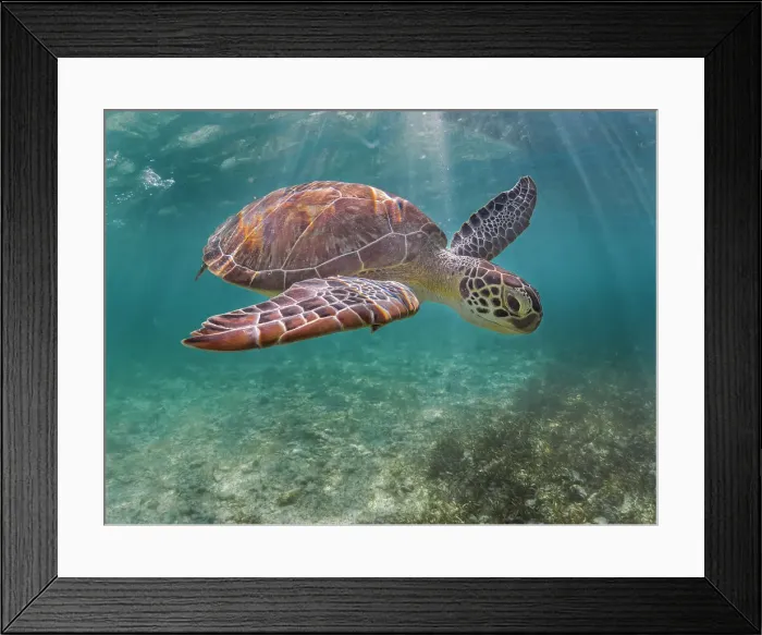 Framed Print : Green Turtle (Chelonia mydas), Grand Cayman, Cayman Islands, British West Indies Framed Print : Green Turtle (Chelonia mydas), Grand Cayman, Cayman Islands, British West Indies