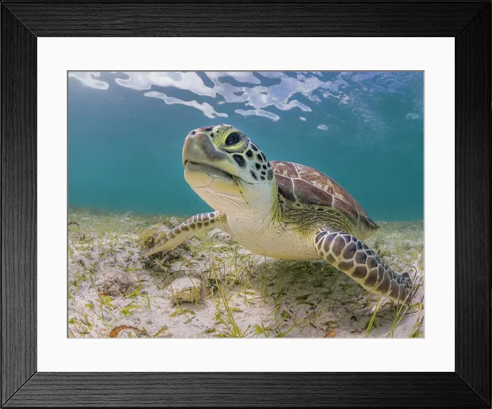 Framed Print : Green Turtle (Chelonia mydas), Grand Cayman, Cayman Islands, British West Indies Framed Print : Green Turtle (Chelonia mydas), Grand Cayman, Cayman Islands, British West Indies