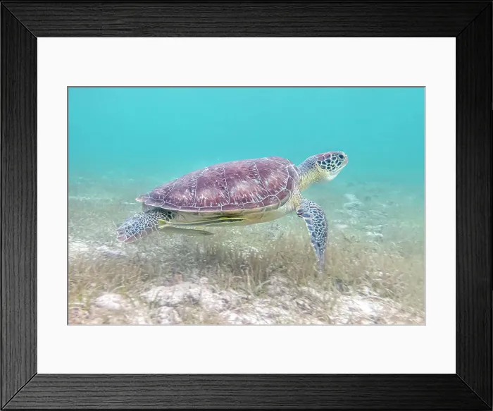 Framed Print : Green Turtle (Chelonia mydas), Grand Cayman, Cayman Islands, British West Indies Framed Print : Green Turtle (Chelonia mydas), Grand Cayman, Cayman Islands, British West Indies