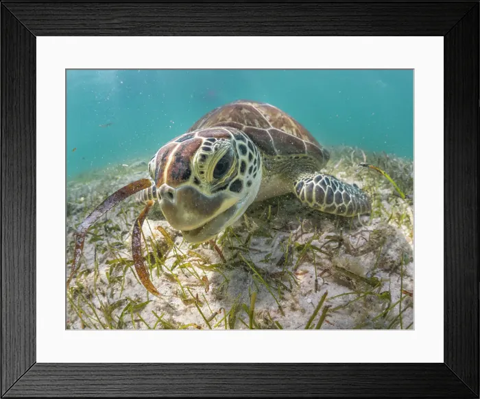 Framed Print : Green Turtle (Chelonia mydas), Grand Cayman, Cayman Islands, British West Indies Framed Print : Green Turtle (Chelonia mydas), Grand Cayman, Cayman Islands, British West Indies