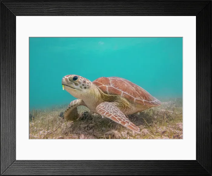 Framed Print : Green Turtle (Chelonia mydas), Grand Cayman, Cayman Islands, British West Indies Framed Print : Green Turtle (Chelonia mydas), Grand Cayman, Cayman Islands, British West Indies