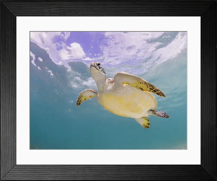 Framed Print : Green Turtle (Chelonia mydas), Grand Cayman, Cayman Islands, British West Indies Framed Print : Green Turtle (Chelonia mydas), Grand Cayman, Cayman Islands, British West Indies
