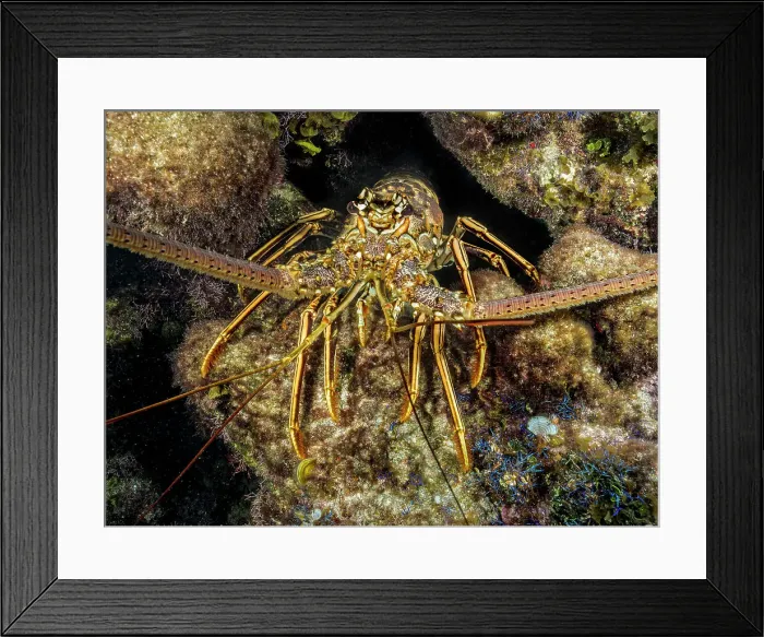 Framed Print : Caribbean Spiny Lobster (Panulirus argus), Grand Cayman, Cayman Islands, British West Indies Framed Print : Caribbean Spiny Lobster (Panulirus argus), Grand Cayman, Cayman Islands, British West Indies