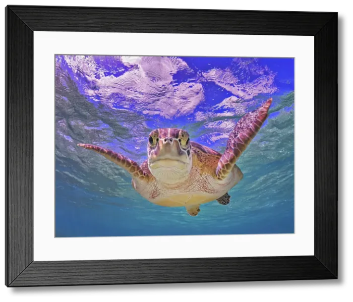 Framed Print : Green Turtle (Chelonia mydas), Grand Cayman, Cayman Islands, British West Indies Framed Print : Green Turtle (Chelonia mydas), Grand Cayman, Cayman Islands, British West Indies