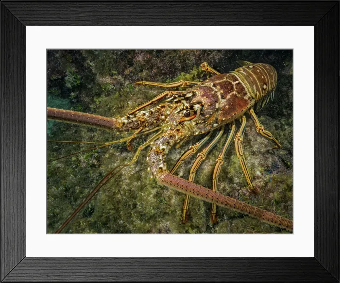 Framed Print : Caribbean Spiny Lobster (Panulirus argus), Grand Cayman, Cayman Islands, British West Indies Framed Print : Caribbean Spiny Lobster (Panulirus argus), Grand Cayman, Cayman Islands, British West Indies