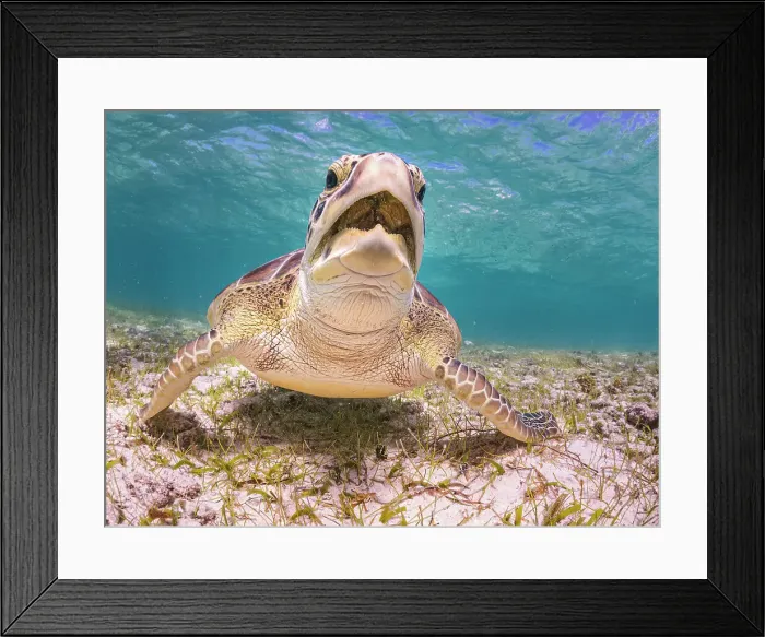 Framed Print : Green Turtle (Chelonia mydas), Grand Cayman, Cayman Islands, British West Indies Framed Print : Green Turtle (Chelonia mydas), Grand Cayman, Cayman Islands, British West Indies