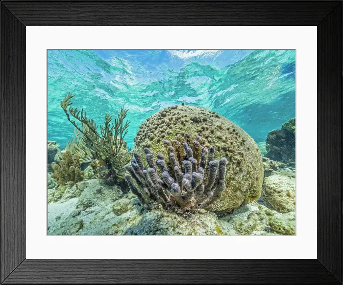 Framed Print : North Sound Reefscape, Grand Cayman, Cayman Islands, British West Indies Framed Print : North Sound Reefscape, Grand Cayman, Cayman Islands, British West Indies