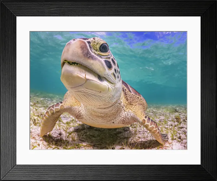 Framed Print : Green Turtle (Chelonia mydas), Grand Cayman, Cayman Islands, British West Indies Framed Print : Green Turtle (Chelonia mydas), Grand Cayman, Cayman Islands, British West Indies