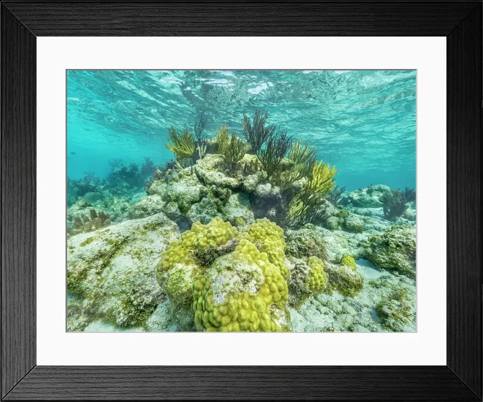 Framed Print : North Sound Reefscape, Grand Cayman, Cayman Islands, British West Indies Framed Print : North Sound Reefscape, Grand Cayman, Cayman Islands, British West Indies