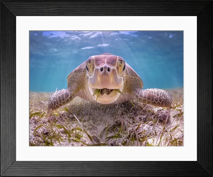 Framed Print : Green Turtle (Chelonia mydas), Grand Cayman, Cayman Islands, British West Indies Framed Print : Green Turtle (Chelonia mydas), Grand Cayman, Cayman Islands, British West Indies