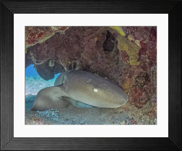 Framed Print : Nurse Shark (Ginglymostoma cirratum), Grand Cayman, Cayman Islands, British West Indies