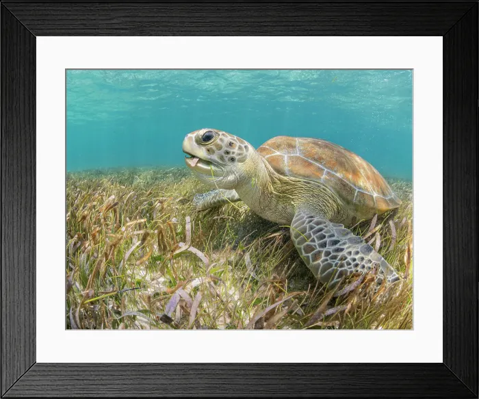Framed Print : Green Turtle (Chelonia mydas), Grand Cayman, Cayman Islands, British West Indies Framed Print : Green Turtle (Chelonia mydas), Grand Cayman, Cayman Islands, British West Indies