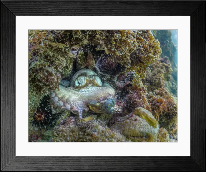 Framed Print : Common Octopus (Octopus vulgaris), Grand Cayman, Cayman Islands, British West Indies Framed Print : Common Octopus (Octopus vulgaris), Grand Cayman, Cayman Islands, British West Indies