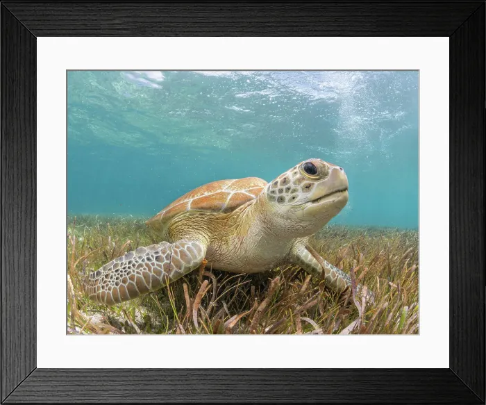 Framed Print : Green Turtle (Chelonia mydas), Grand Cayman, Cayman Islands, British West Indies Framed Print : Green Turtle (Chelonia mydas), Grand Cayman, Cayman Islands, British West Indies
