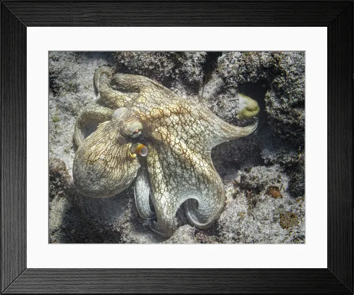 Framed Print : Common Octopus (Octopus vulgaris), Grand Cayman, Cayman Islands, British West Indies Framed Print : Common Octopus (Octopus vulgaris), Grand Cayman, Cayman Islands, British West Indies