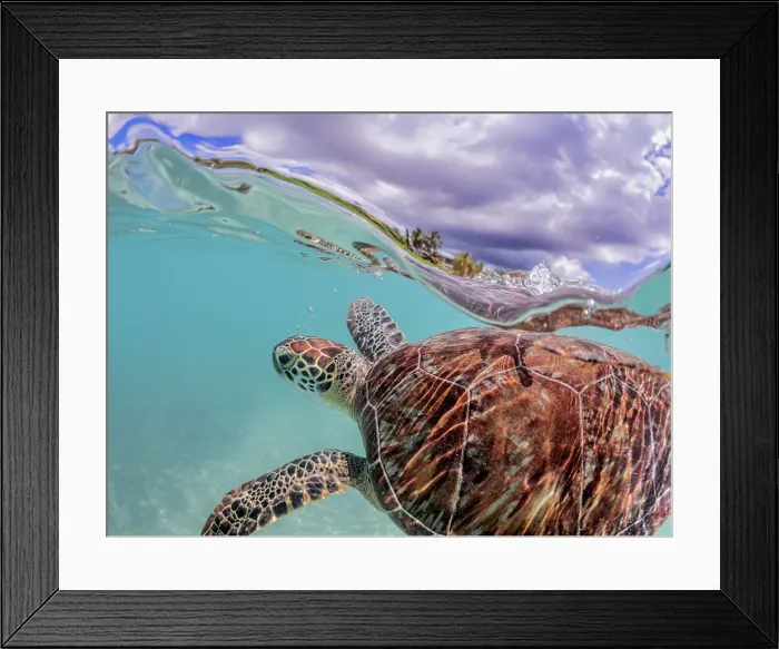 Framed Print : Green Turtle (Chelonia mydas), Grand Cayman, Cayman Islands, British West Indies Framed Print : Green Turtle (Chelonia mydas), Grand Cayman, Cayman Islands, British West Indies