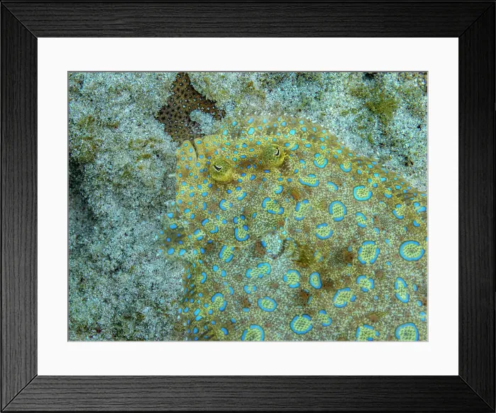 Framed Print : Peacock Flounder (Bothus lunatus), Grand Cayman, Cayman Islands, British West Indies Framed Print : Peacock Flounder (Bothus lunatus), Grand Cayman, Cayman Islands, British West Indies