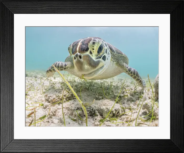 Framed Print : Green Turtle (Chelonia mydas), Grand Cayman, Cayman Islands, British West Indies Framed Print : Green Turtle (Chelonia mydas), Grand Cayman, Cayman Islands, British West Indies