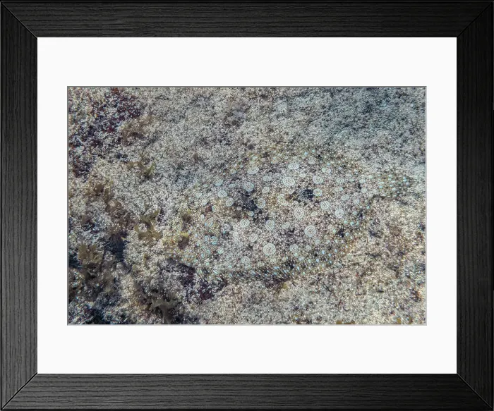 Framed Print : Peacock Flounder (Bothus mancus), Grand Cayman, Cayman Islands, BWI Framed Print : Peacock Flounder (Bothus mancus), Grand Cayman, Cayman Islands, BWI