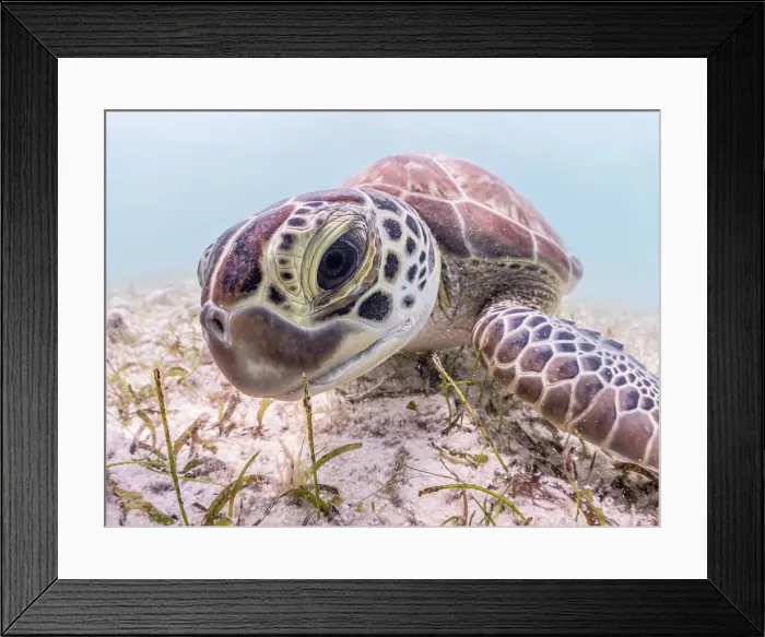 Framed Print : Green Turtle (Chelonia mydas), Grand Cayman, Cayman Islands, British West Indies Framed Print : Green Turtle (Chelonia mydas), Grand Cayman, Cayman Islands, British West Indies
