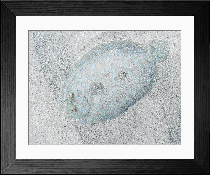 Framed Print : Peacock Flounder (Bothus lunatus), Grand Cayman, Cayman Islands, British West Indies