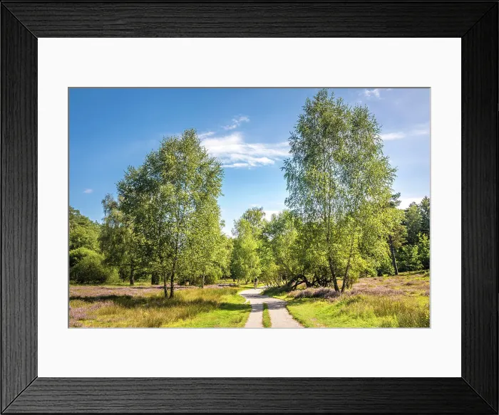 Framed Print : Hiking trail between birch trees and heath in the Buesenbachtal nature reserve near Handeloh, Luneburg Heath, Lower Saxony, Germany Framed Print : Hiking trail between birch trees and heath in the Buesenbachtal nature reserve near Handeloh, Luneburg Heath, Lower Saxony, Germany