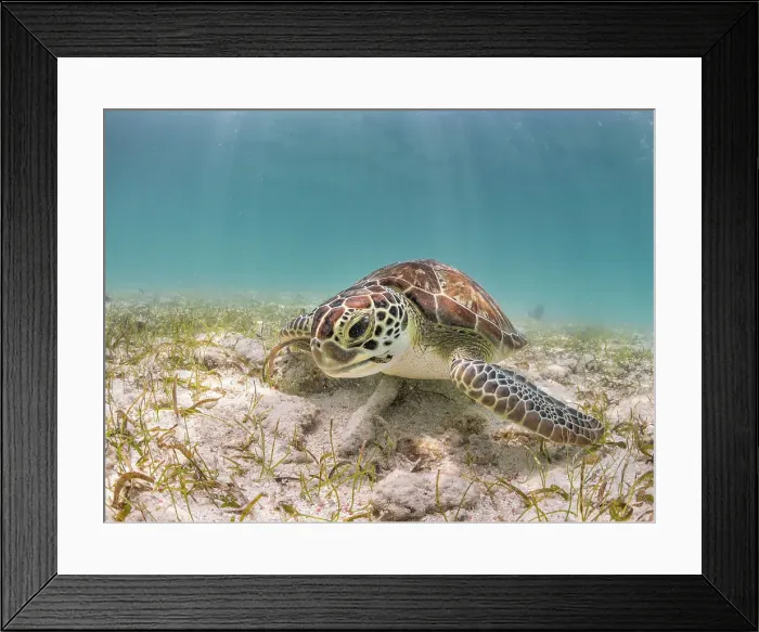 Framed Print : Green Turtle (Chelonia mydas), Grand Cayman, Cayman Islands, British West Indies Framed Print : Green Turtle (Chelonia mydas), Grand Cayman, Cayman Islands, British West Indies