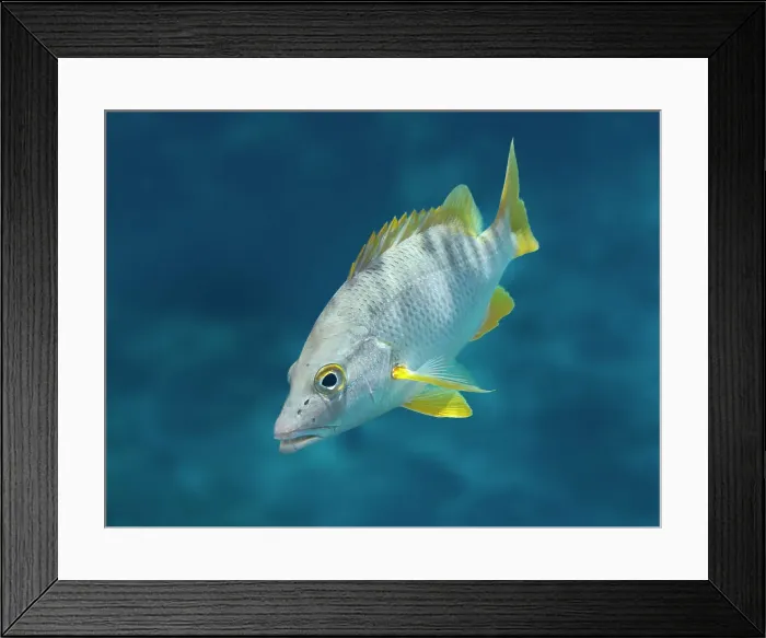 Framed Print : Schoolmaster Snapper (Lutjanus apodus), Grand Cayman, Cayman Islands, BWI Framed Print : Schoolmaster Snapper (Lutjanus apodus), Grand Cayman, Cayman Islands, BWI
