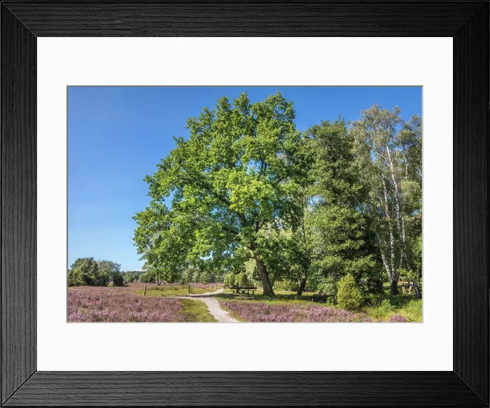Framed Print : Hiking trail between heathland in the Buesenbachtal nature reserve near Handeloh, Luneburg Heath, Lower Saxony, Germany Framed Print : Hiking trail between heathland in the Buesenbachtal nature reserve near Handeloh, Luneburg Heath, Lower Saxony, Germany