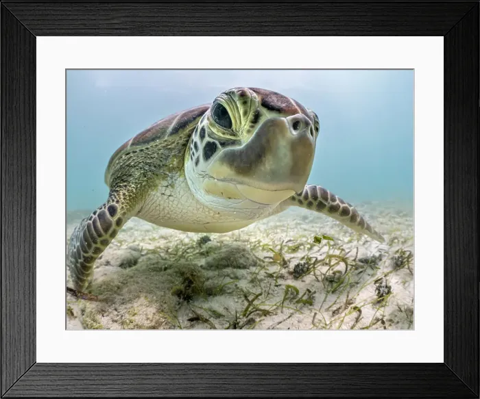 Framed Print : Green Turtle (Chelonia mydas), Grand Cayman, Cayman Islands, British West Indies Framed Print : Green Turtle (Chelonia mydas), Grand Cayman, Cayman Islands, British West Indies