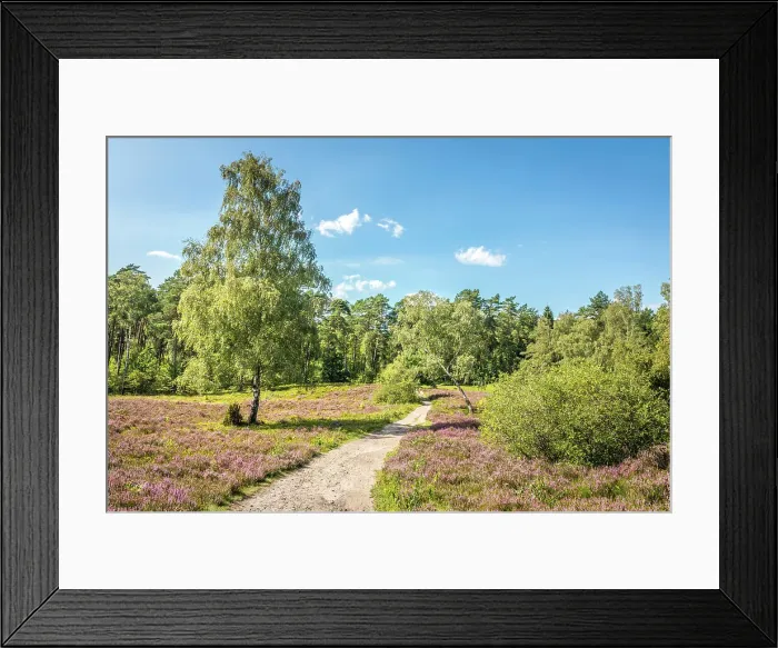 Framed Print : Idyllic hiking trail through the heath landscape in the Buesenbachtal nature reserve near Handeloh, Luneburg Heath, Lower Saxony, Germany Framed Print : Idyllic hiking trail through the heath landscape in the Buesenbachtal nature reserve near Handeloh, Luneburg Heath, Lower Saxony, Germany