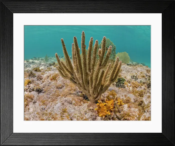 Framed Print : Slit-pore Sea Rod (Plexaurella spp.), Grand Cayman, Cayman Islands, BWI Framed Print : Slit-pore Sea Rod (Plexaurella spp.), Grand Cayman, Cayman Islands, BWI