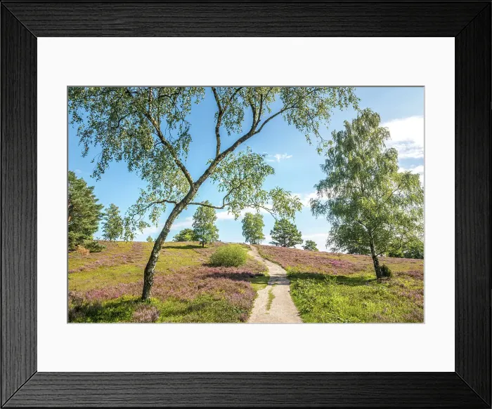 Framed Print : Hiking trail through the heathland in the Buesenbachtal nature reserve near Handeloh, Luneburg Heath, Lower Saxony, Germany Framed Print : Hiking trail through the heathland in the Buesenbachtal nature reserve near Handeloh, Luneburg Heath, Lower Saxony, Germany