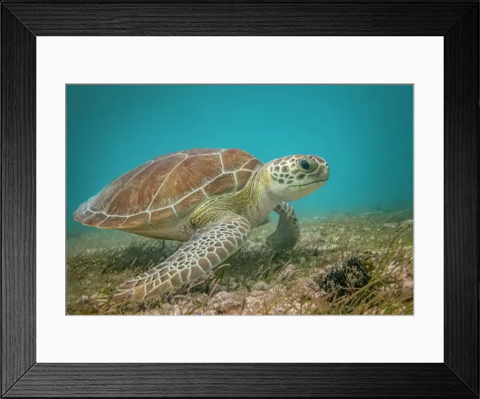 Framed Print : Green Turtle (Chelonia mydas), Grand Cayman, Cayman Islands, British West Indies Framed Print : Green Turtle (Chelonia mydas), Grand Cayman, Cayman Islands, British West Indies