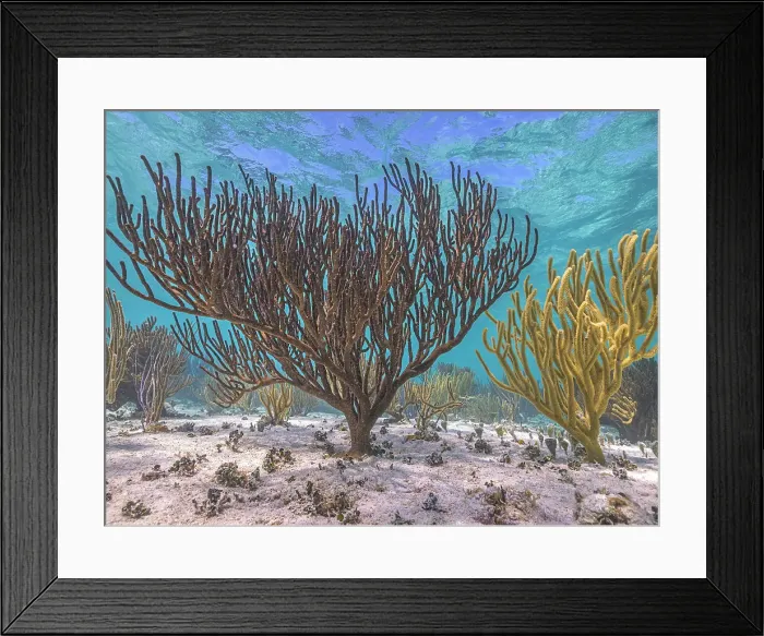 Framed Print : Porous Sea Rod (Pseudoplexaura sp.), Grand Cayman, Cayman Islands, British West Indies Framed Print : Porous Sea Rod (Pseudoplexaura sp.), Grand Cayman, Cayman Islands, British West Indies