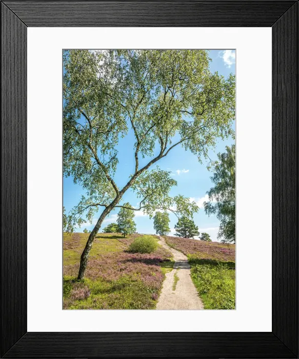 Framed Print : Hiking trail through the heathland in the Buesenbachtal nature reserve near Handeloh, Luneburg Heath, Lower Saxony, Germany Framed Print : Hiking trail through the heathland in the Buesenbachtal nature reserve near Handeloh, Luneburg Heath, Lower Saxony, Germany